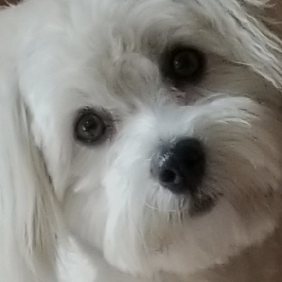 bailey_bodie